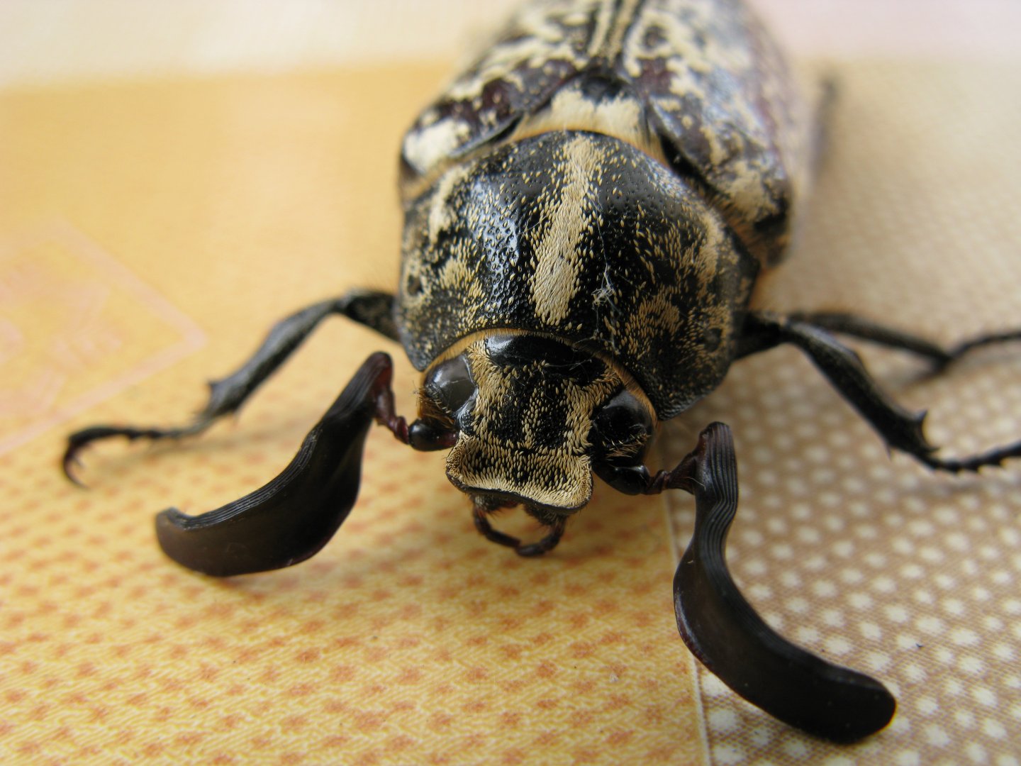 Polyphylla fullo, maschio, Melolonthidae